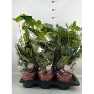 Anthurium  'Whispering Love'