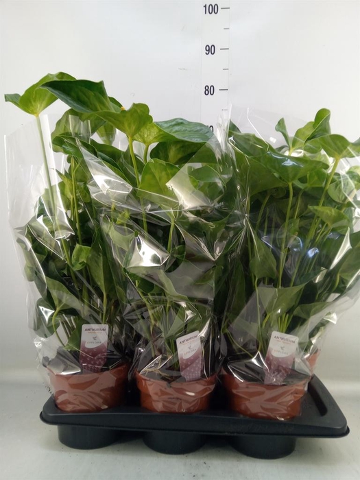 <h4>Anthurium  'Whispering Love'</h4>