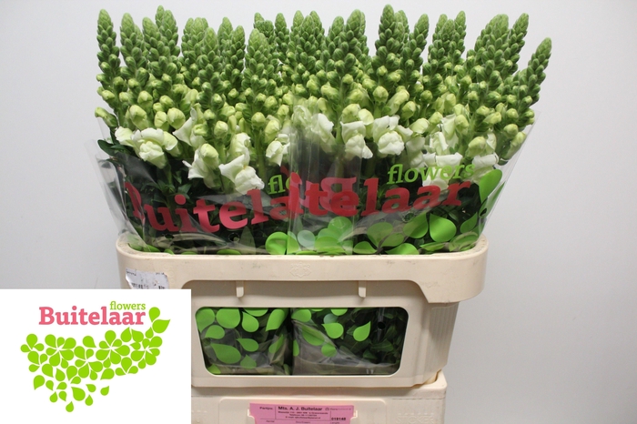 <h4>Antir Nantes White</h4>