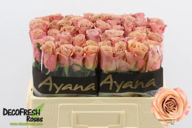 <h4>ROSA GR 'MOCCACHINO'</h4>