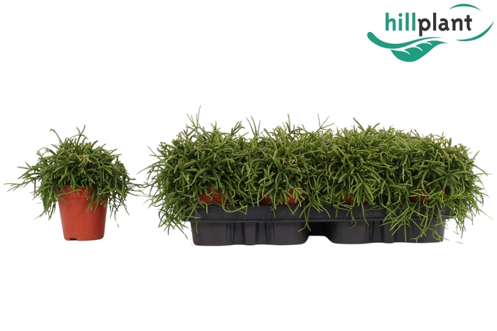 <h4>Rhipsalis bacci. 'Oasis' 9 cm</h4>