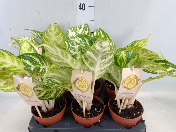 <h4>Aglaonema   ...</h4>