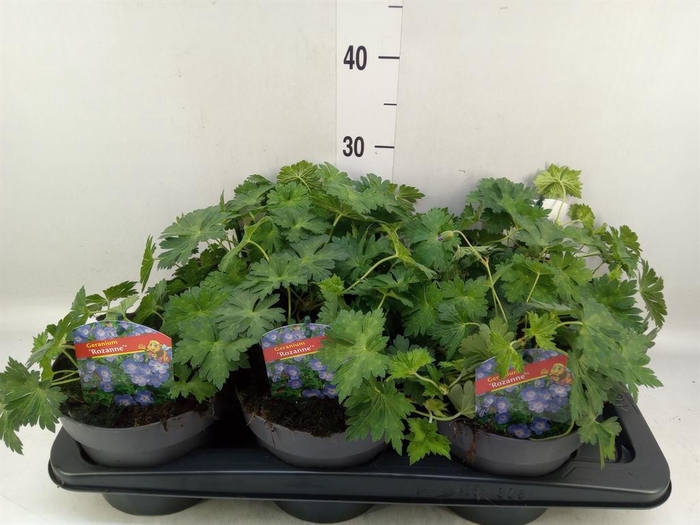 <h4>Geranium  'Rozanne'</h4>