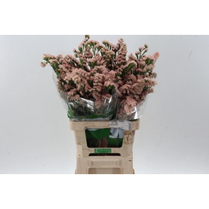 LIMONIUM SINUATUM 'LUCIA APRICOT'
