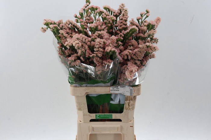 <h4>LIMONIUM SINUATUM 'LUCIA APRICOT'</h4>