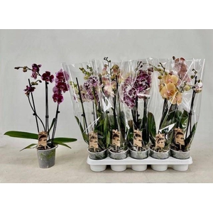 PHAL GEM
