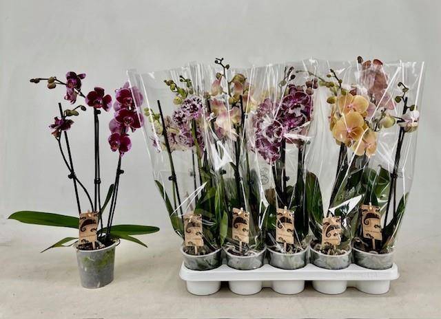 <h4>PHAL GEM</h4>
