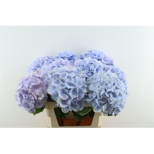 Hydr M Verena Blue 80-24