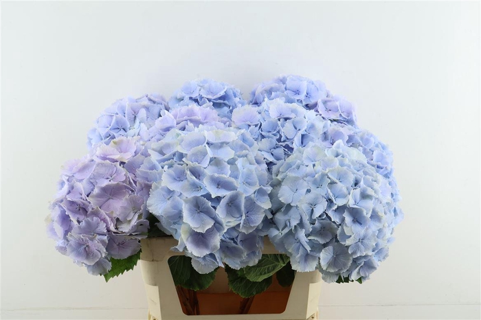 <h4>Hydr M Verena Blue 80-24</h4>
