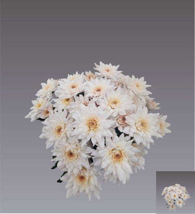 <h4>CHR TBS OV PER BOS</h4>