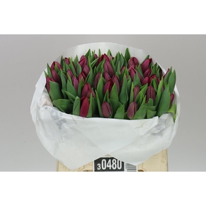 Tulipa En Podcast