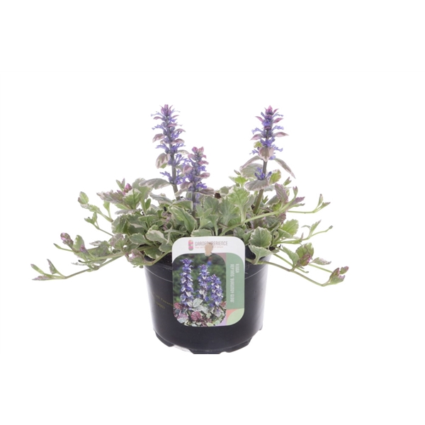 <h4>Ajuga reptans Burgundy Glow</h4>