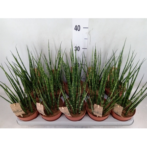 Sansevieria  'Fernwood'