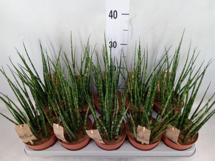 <h4>Sansevieria  'Fernwood'</h4>