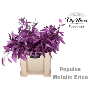EUCA POPULUS BES METALLIC ERICA