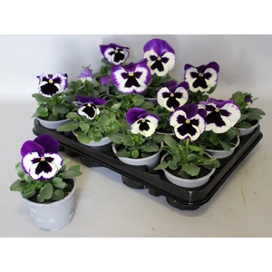 Viola wittrockiana F1 Violet & White