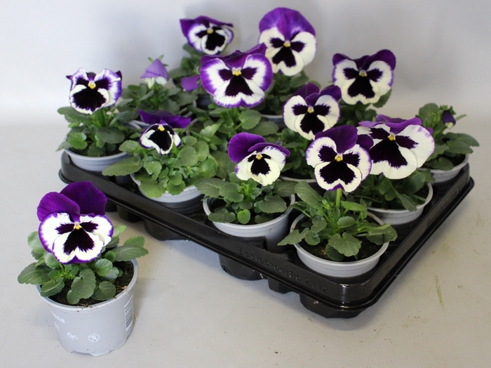 Viola wittrockiana F1 Violet & White