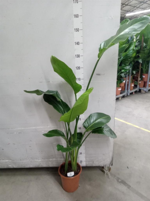 <h4>Strelitzia nicolai</h4>