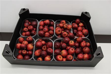 <h4>F Appel Malus Rood X8</h4>