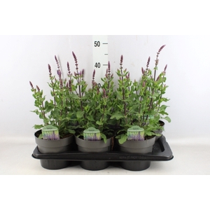 Salvia nemorosa