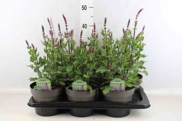 <h4>Salvia nemorosa</h4>