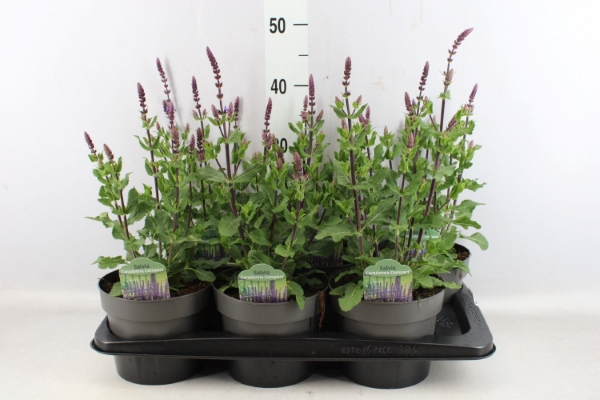 <h4>Salvia nemorosa</h4>