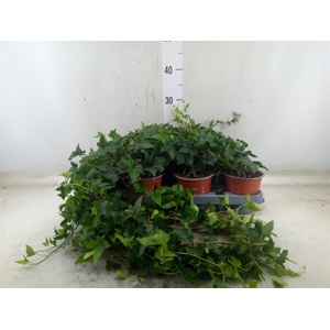 Hedera helix 'Shamrock'