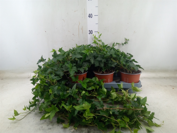 <h4>Hedera helix 'Shamrock'</h4>