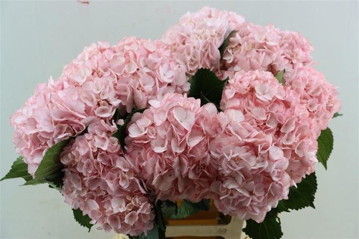 <h4>Hydr M Light Salmon</h4>