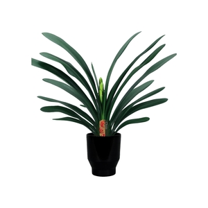 Clivia miniata in Lugano zwart keramiek