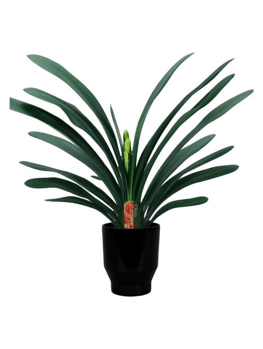 <h4>Clivia miniata in Lugano zwart keramiek</h4>