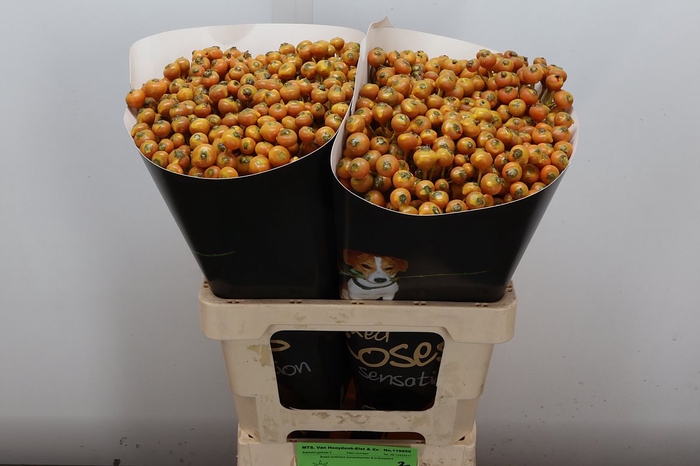 Wax-Rozen Wax Wit Zilver glitter