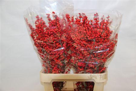 <h4>Ilex Ve Rode Bes</h4>