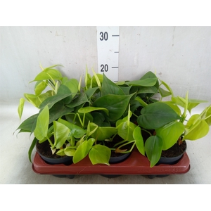 Philodendron scand.