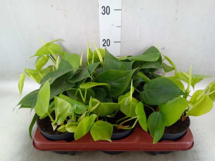 <h4>Philodendron scand.</h4>