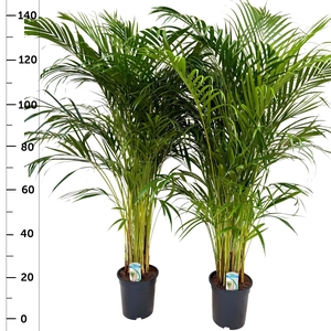 DYPSIS LUTESCENS