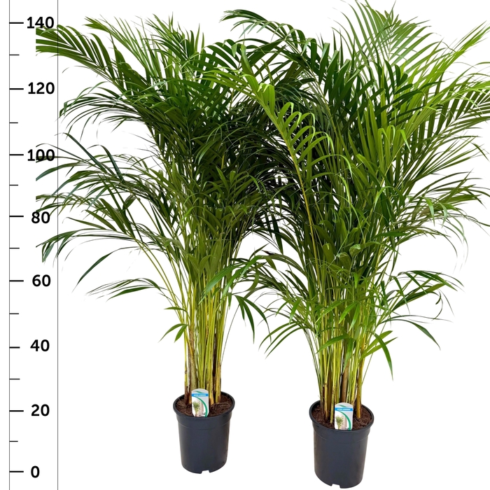 <h4>DYPSIS LUTESCENS</h4>