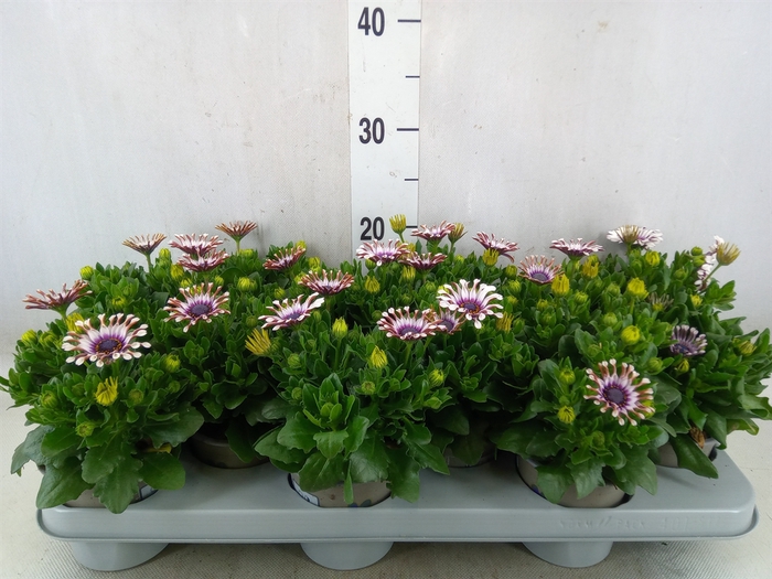 <h4>Osteospermum  'Margarita Whit Spoo'</h4>