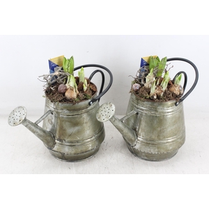 arr4 Bollenmix MB - Zink gieter green 285/6