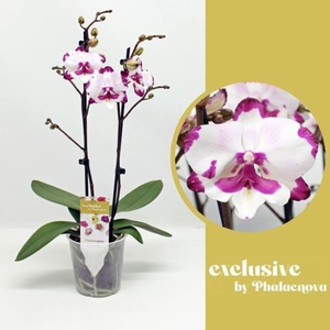 Phalaenopsis wit meer takken