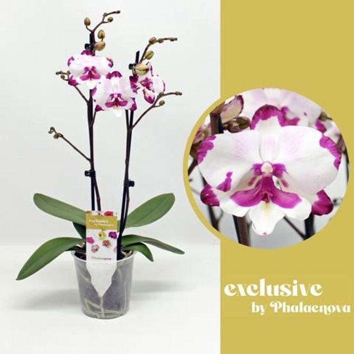 <h4>Phalaenopsis wit meer takken</h4>