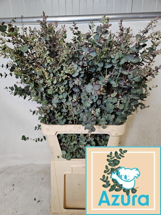 <h4>EUCA GU AZURA</h4>