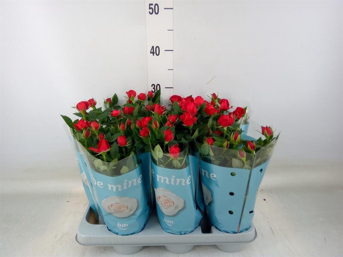 <h4>Rosa  'Jewel Hot'</h4>