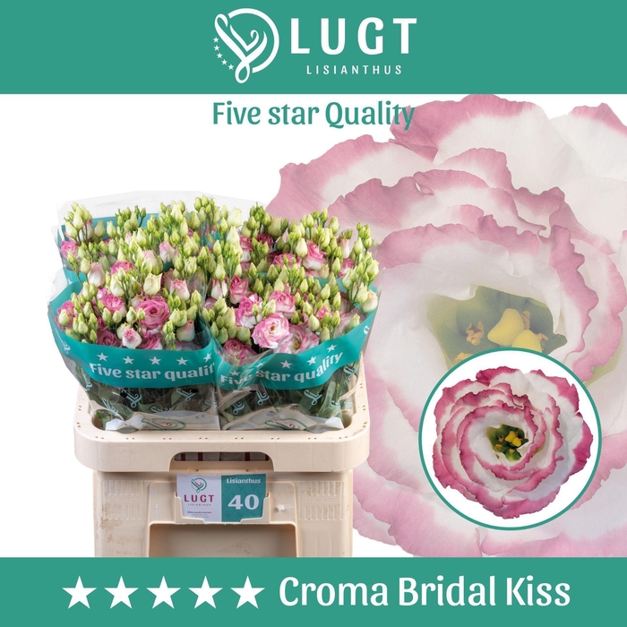 <h4>EUSTOMA RUSS. DU 'CROMA BRIDAL KIS'</h4>
