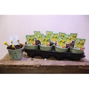 arr8 Eranthis Hyemalis