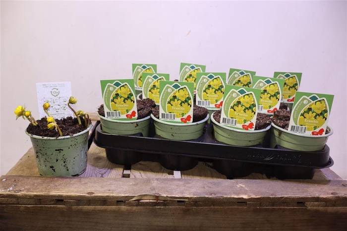 <h4>arr8 Eranthis Hyemalis</h4>