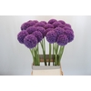 Allium Giganteum