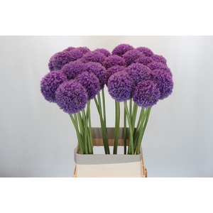 Allium Giganteum