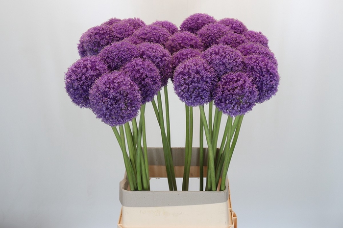 <h4>Allium Giganteum</h4>