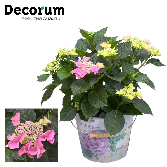 <h4>Hydrangea Teller Nizza Pink 7 - 12 kop in Bucket (Decorum)</h4>